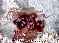 Precious anemone taken on a night dive at Ras Umm Sid. by Nikki Van Veelen 